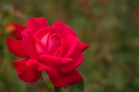 Red rose. Foto stock