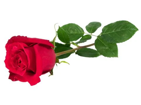 Red rose Stock Photos