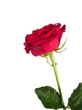 Red rose Stock Photos