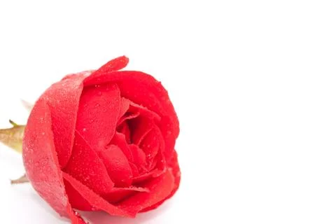 Red rose Stock Photos