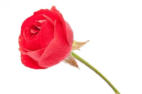 Red rose Stock Photos