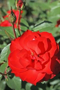 Red rose Stock Photos