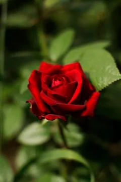 Red rose  Stock Photos