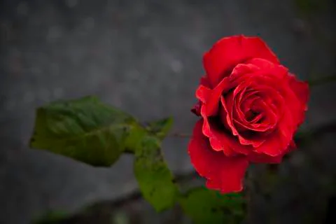 Red rose Stock Photos