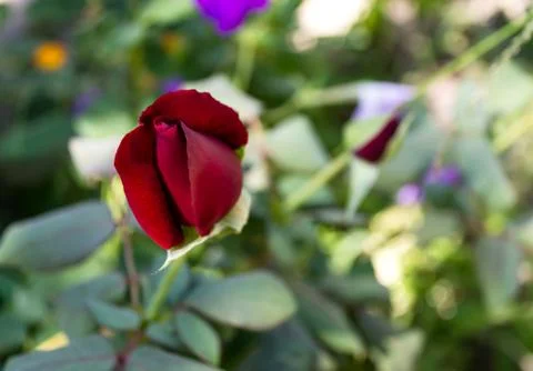 Red rose Stock Photos