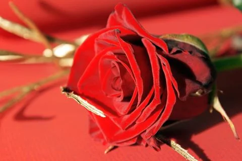 Red rose Foto stock