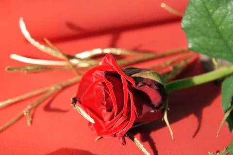 Red rose Stock Photos