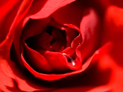 Red rose 스톡 사진