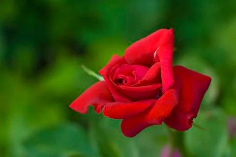 Red rose Foto stock