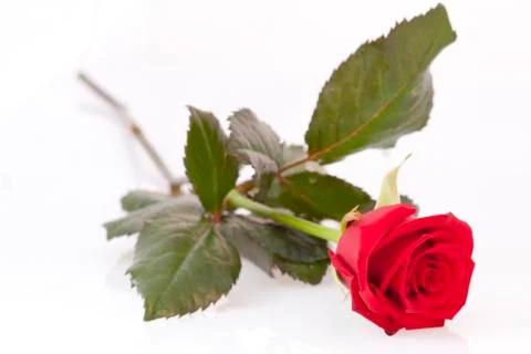 Red rose Foto stock