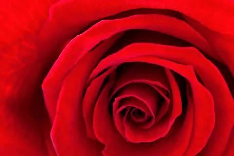 Red Rose Foto stock