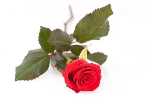 Red rose Foto stock