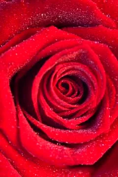 Red rose Foto stock
