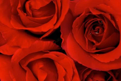 Red rose Stock-Fotos