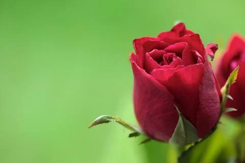 Red rose Stock Photos