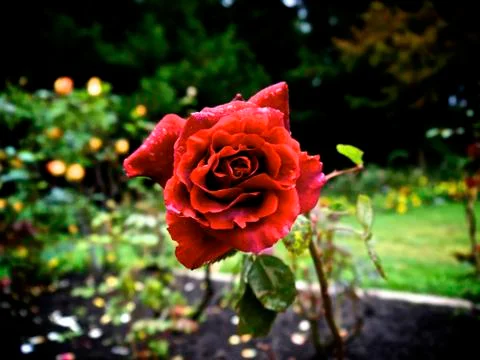 Red Rose Fotos de archivo