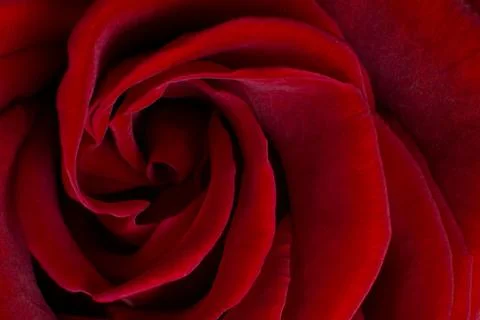 Red rose Stock Photos