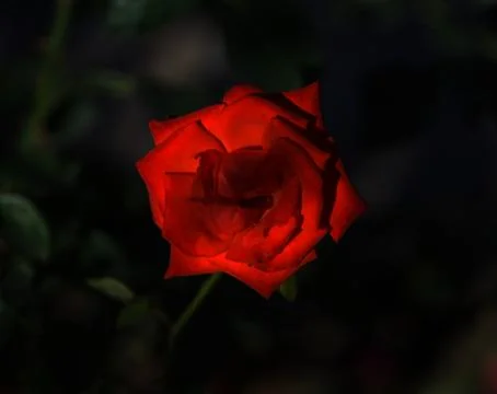 Red rose Stock Photos