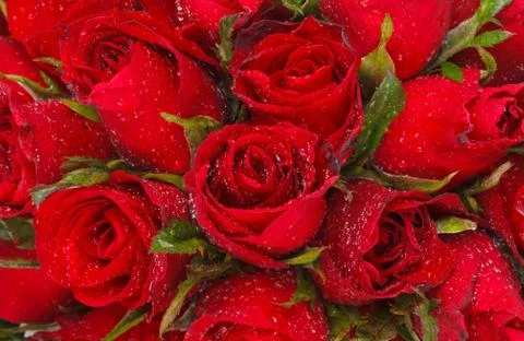 Red rose Stock Photos