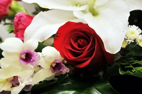 Red rose Stock Photos