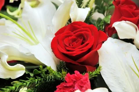 Red rose Stock Photos