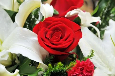 Red rose Stock Photos