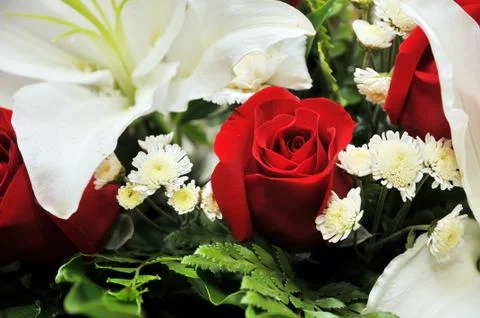 Red rose Stock Photos