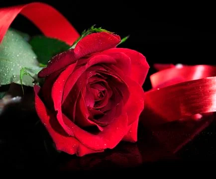 Red rose Stock Photos