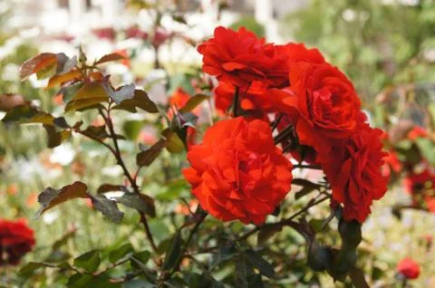 Red rose Stock Photos