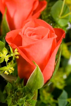 The red rose Stock Photos