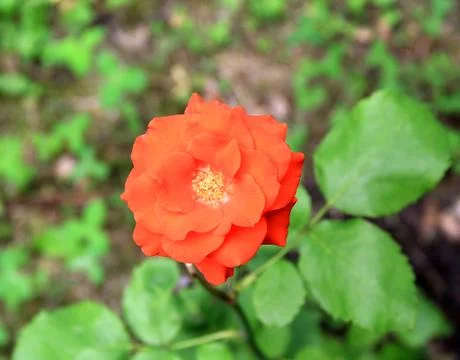 Red rose Stock Photos