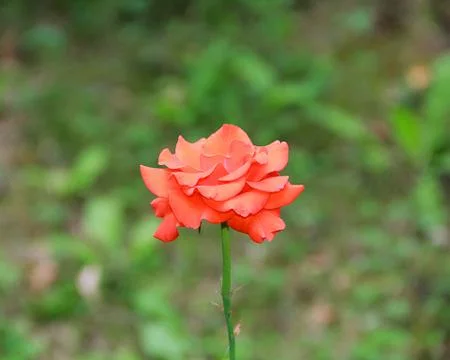 Red rose Stock Photos