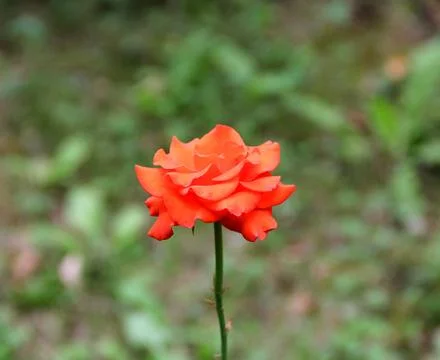 Red rose Stock Photos
