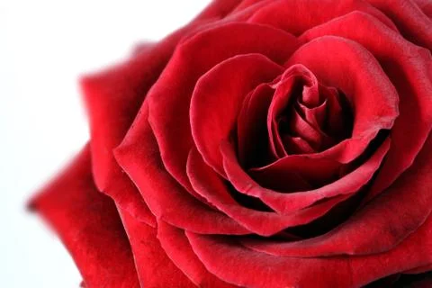 Red rose Stock Photos