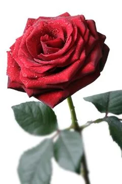 Red rose Stock Photos