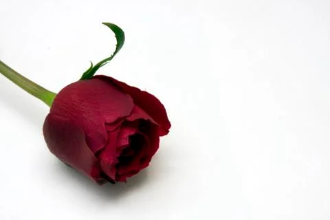 Red Rose Stock Photos