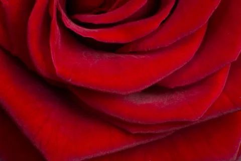 Red rose Stock Photos