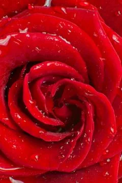 Red rose Stock Photos