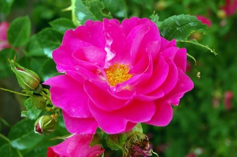 Red rose Stock Photos