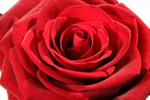The red rose Stock Photos