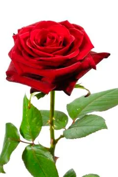 The red rose Stock Photos