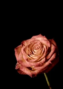 Red rose Stock Photos