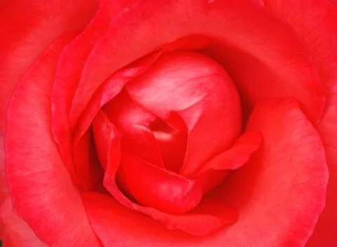 Red rose 스톡 사진