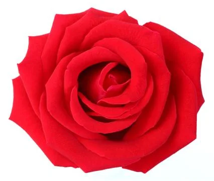 Red rose Stock Photos