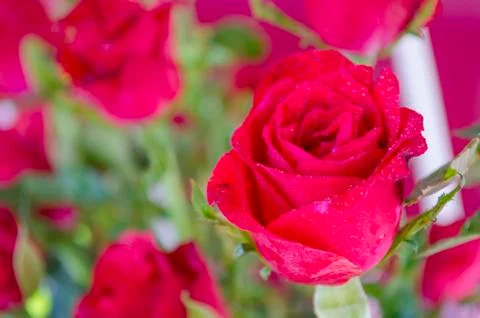 Red rose Stock Photos
