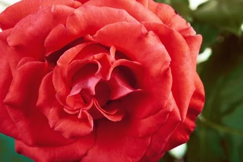 Red rose Stock Photos