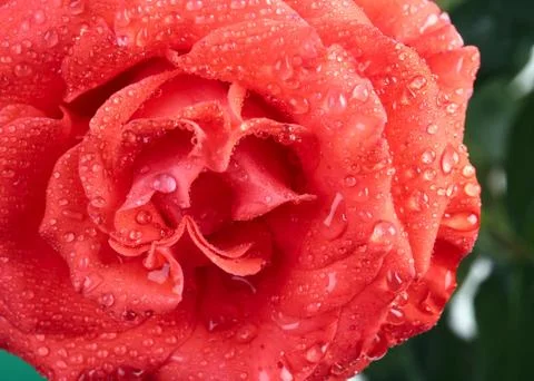 Red rose Stock Photos