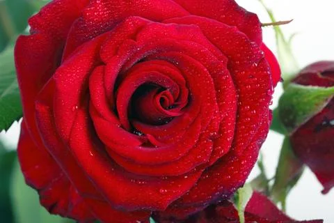 Red rose Stock Photos