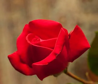 Red rose Stock Photos