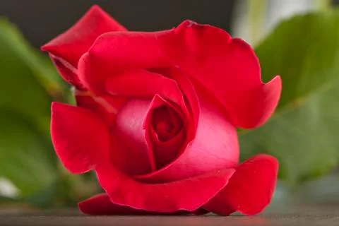 Red rose Stock Photos